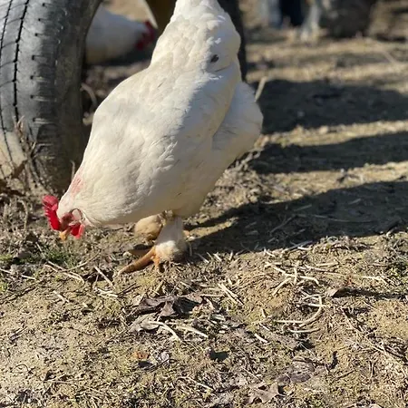 Al Giardino Degli Etruschi * Chiusi