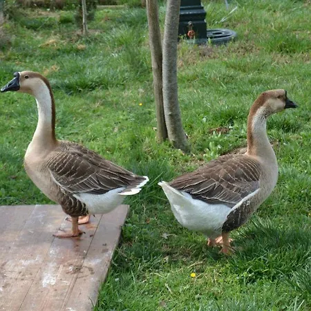 Al Giardino Degli Etruschi Venkovský dům